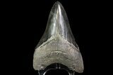 Serrated, Lower Megalodon Tooth - Georgia #76483-1